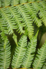 butterfly house plants