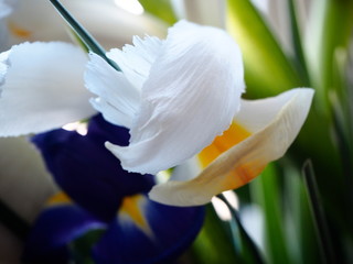 a bouquet of yellow tulips and blue and white daffodils. buds close up