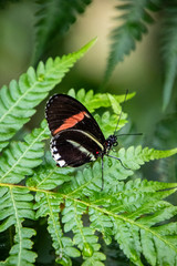 butterfly on a flower
