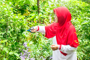 Senior woman cutting leaves and flowers in garden