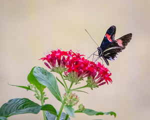 butterfly on a flower