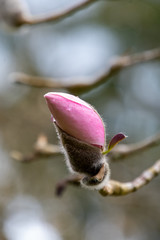 A bud of pink magnolia in springtime.     Vancouver  BC  Canada