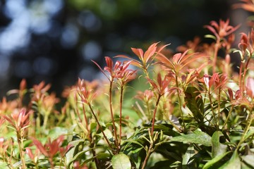 Japanese andromeda (Pieris japonica) sprouts