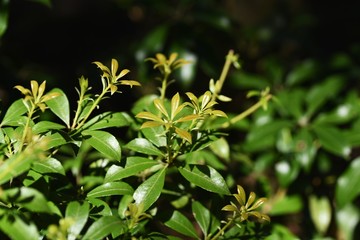 Obraz premium Japanese andromeda (Pieris japonica) sprouts