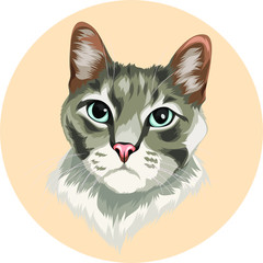 cute grey cat vector cartoon perfect for pet lover or pet business