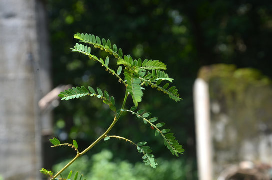 phyllantus