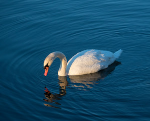 Mute Swan in the sunrise of Stockholm a spring day