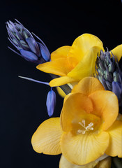 Yellow Freesia and Blue-Bell  closeup against a black background