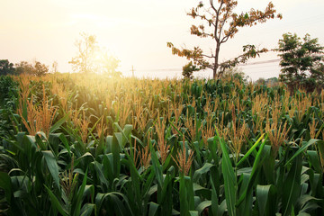 Corn field and Corn ears is cultivated land in vintage with the sun shining.