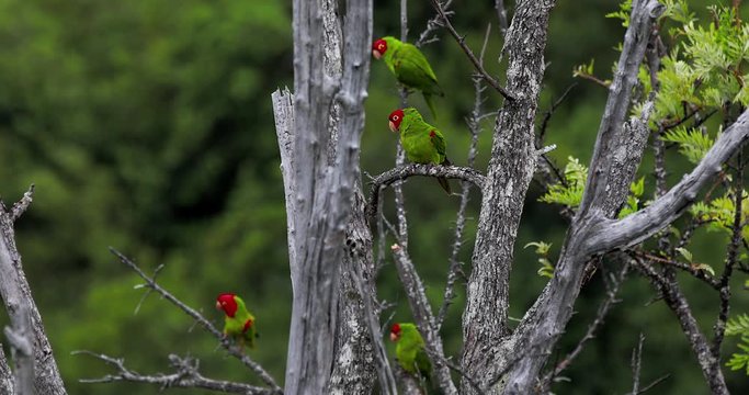 A group of wild green parrots with red heads is sitting on the tree and fly away in the forest