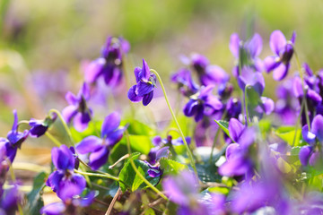 Spring flowers. Violet violets flowers bloom in the spring forest. Viola odorata. Beautiful banner of natural