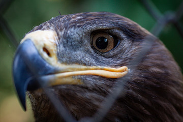Golden Eagle in captivity