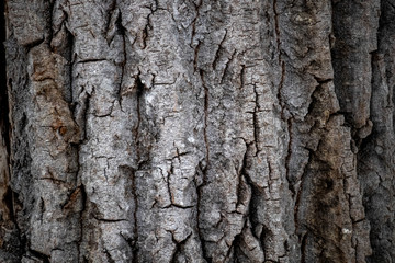 Close-up texture of thick, rough bark on a tree