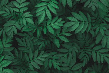 Naklejka na ściany i meble Green leaves background.Nature background and wallpaper.