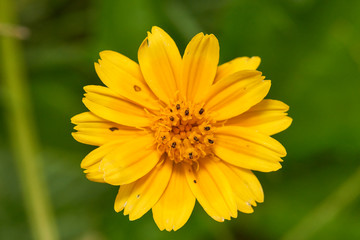 A vibrant yellow Sphagneticola trilobata flower - common names: Bay Biscayne Creeping-oxeye, Singapore daisy and Wedelia - a plant in the Heliantheae tribe of the Asteraceae (sunflower) family.