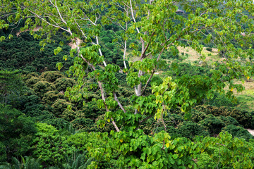 tropical rain forest