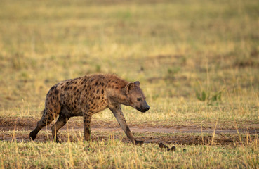Naklejka na ściany i meble Spotted Hyena walking on a forest train seen at Masai Mara, Kenya