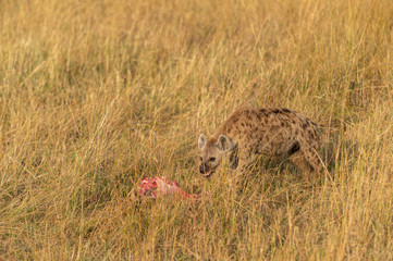 Spotted Hyena near a Fresh Kill seen at Masai Mara, Kenya, Africa