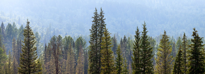 Mountain taiga, a wild place in Siberia. Coniferous forest, morning light, panoramic view.
