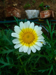 daisy in garden