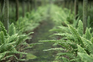 Path walk along with fern
