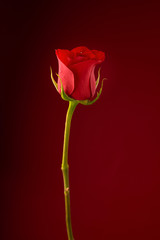 red rose