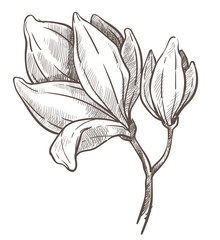 Flowers blossom, magnolia plant isolated sketch drawing