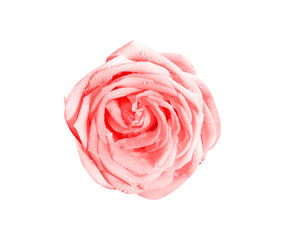 Fresh pink rose flower with water drops top view isolated on white background , clipping path