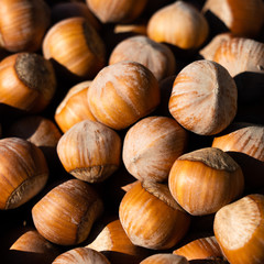 Hazelnut. Fresh organic filbert on white background. Nut macro. Bright sunlight gives sharp shadows