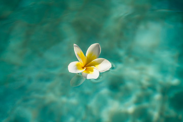 Fototapeta na wymiar Plumeria, franjipani flower and blue water in swimming pool