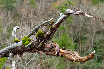 fallen tree with moss