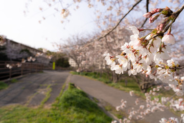 フレームとして使える桜