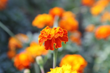 yellow flowers in the garden