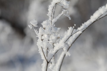 branch of a tree covered with snow