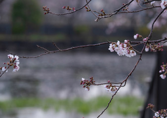 Cherry Blossoms　sakura tree