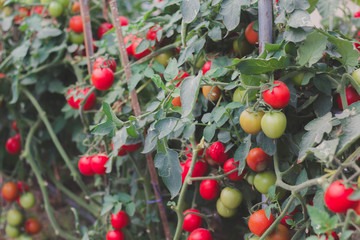 Bunch of fresh  bio tomatoes in greenhouse and garden on the bushes