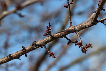 branch of tree