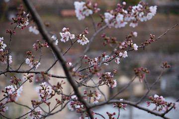 Cherry Blossoms　sakura tree