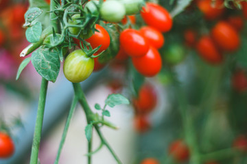 Bunch of fresh  bio tomatoes in greenhouse and garden on the bushes