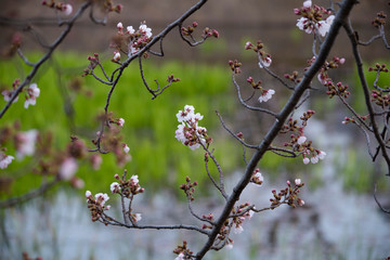 Cherry Blossoms　sakura tree