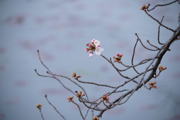 Cherry Blossoms　sakura tree