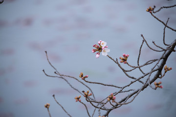 Cherry Blossoms　sakura tree