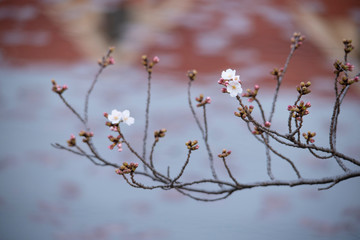 Cherry Blossoms　sakura tree