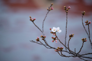 Fototapeta premium Cherry Blossoms sakura tree