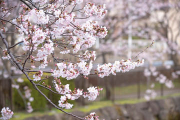 Cherry Blossoms　sakura tree