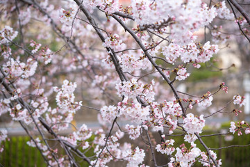 Cherry Blossoms　sakura tree