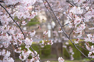 Cherry Blossoms　sakura tree