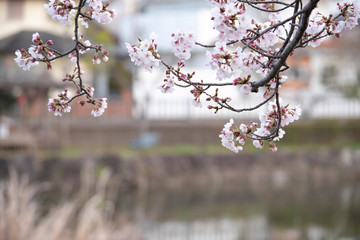Cherry Blossoms　sakura tree
