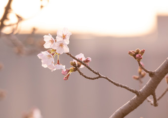 Cherry Blossoms　sakura tree