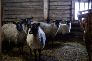 Obraz premium A herd of domestic sheep on a livestock farm.